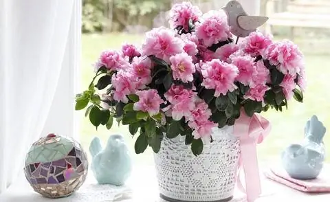 Комнатные азалии - настоящие цветущие растения