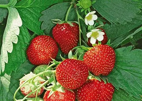 Image Image