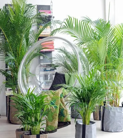 Золотая плодовая пальма (Dypsis lutescens)