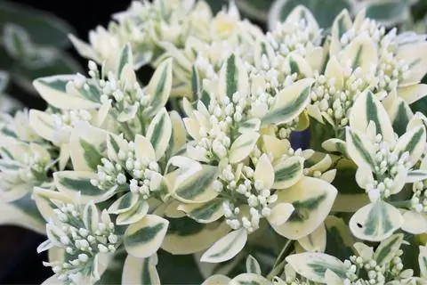 Sedum spectabile 'Морозное утро'