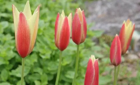 Леди Тюльпаны (Tulipa clusiana)