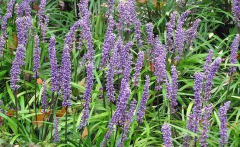 Куст лилии Liriope muscari