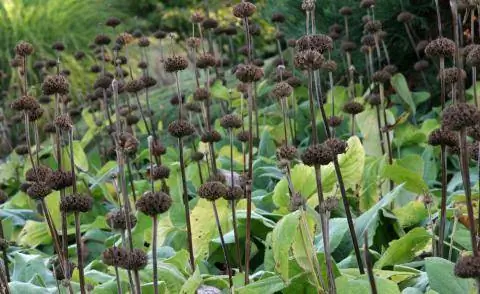 Полынь красная Phlomis russelina