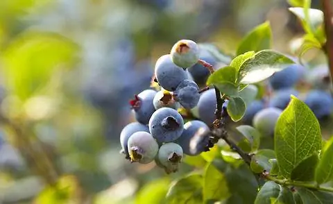 Черничный куст черники