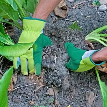 Поделитесь ссылкой на Bergenia