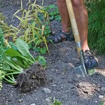 Растение бадан