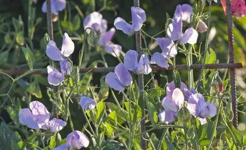 Душистый горошек (Lathyrus odoratus)