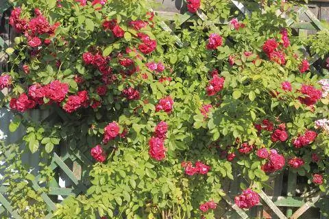 плетистые розы плетистые розы