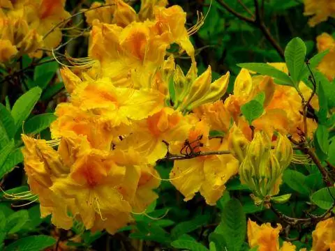 желтая азалия