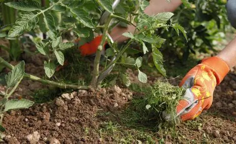 Мульчирование томатов скошенной травой