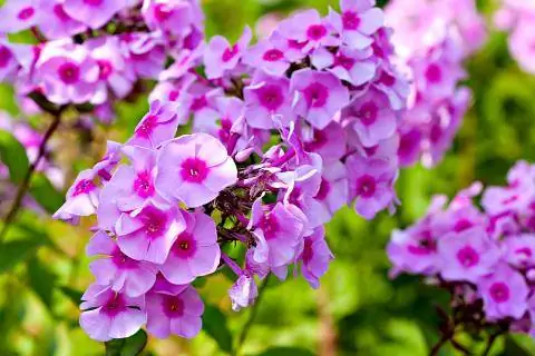 флоксы цветы