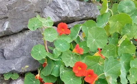 Стена из натурального камня настурция