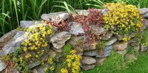 Стена из натурального камня Sedum