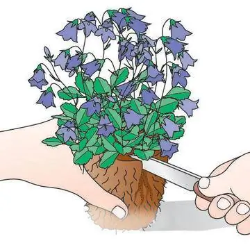 Срезанный корневой ком