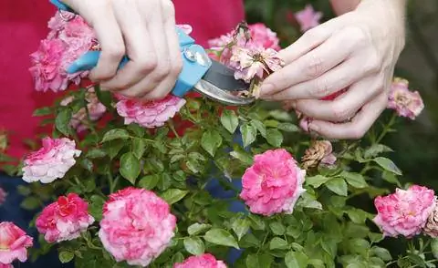 Срезать отцветшие розы