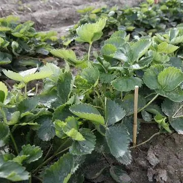 Отметьте растения клубники