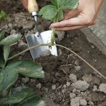 Лопата для рассады клубники