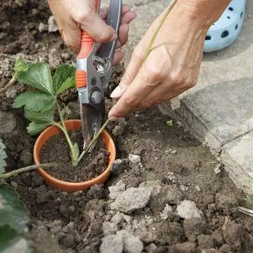 Обрезать рассаду клубники