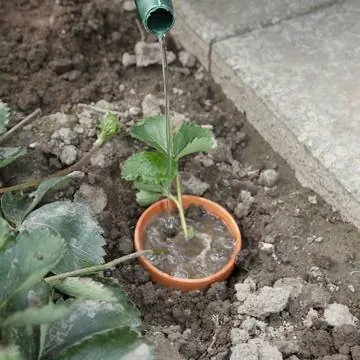 Хорошо замочить клубнику