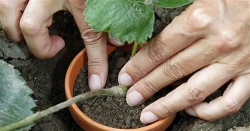 Клубника: Новые растения из ответвлений