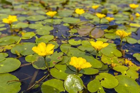Морской кувшин (Nymphoides peltata)