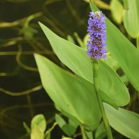 Цветок сердцелистной щуки