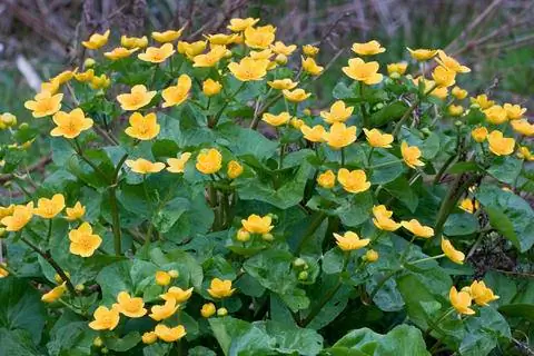 Бархатцы болотные (C altha palustris)