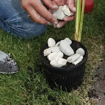 Положить камешки на субстрат