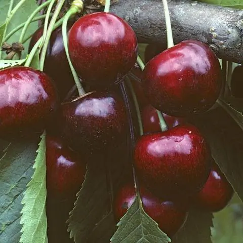 Сорт черешни 'Бурлат'