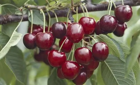 Prunus avium 'Hedelfinger'