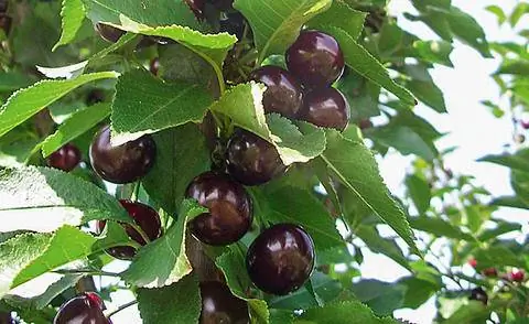 Столб вишни ‘Fruttini Jachim’