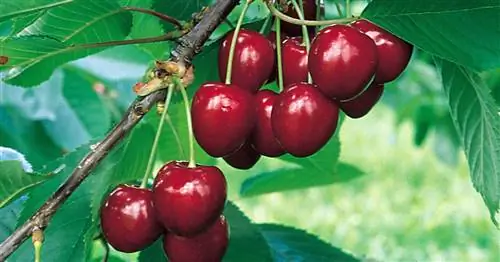 11 лучших сортов вишни для сада