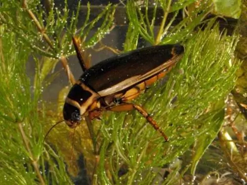 желтопятнистый жук