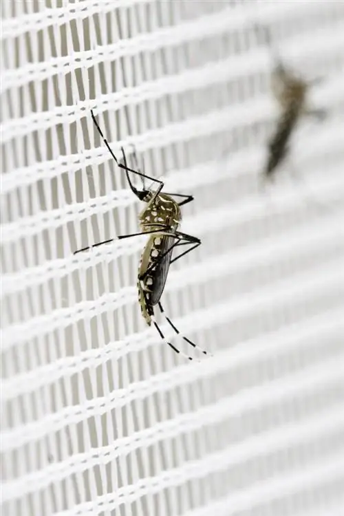 москитная сетка