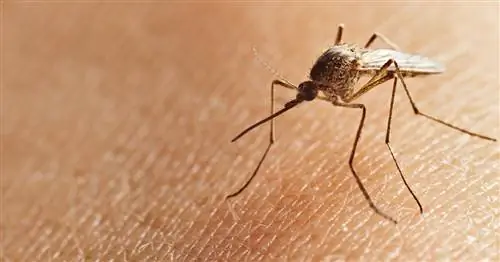 Борьба с комарами – лучшие домашние средства