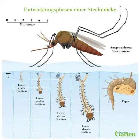 Стадии развития комара