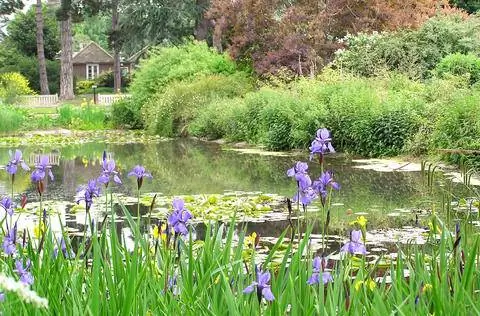 Пруд с кувшинками и луговыми ирисами