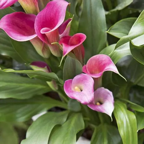 Розовая цветущая калла