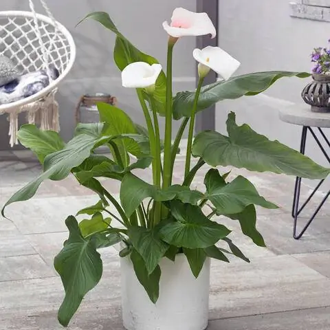 Zantedeschia aethiopica 'Фламинго'