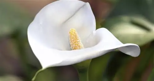 Перезимовавшая калла: как это работает