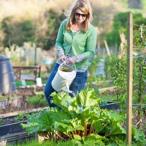 Поливайте растения в огороде утром