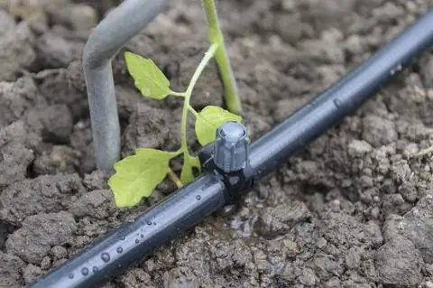 Ошейник-распылитель капельного орошения