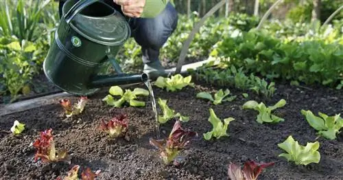5 советов по поливу огорода