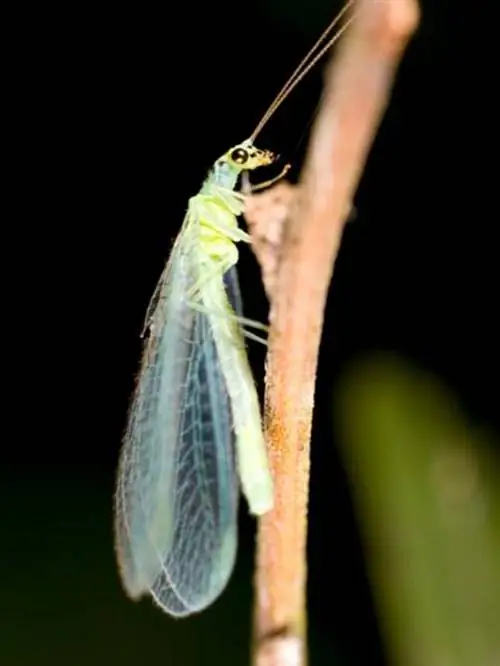 златоглазка