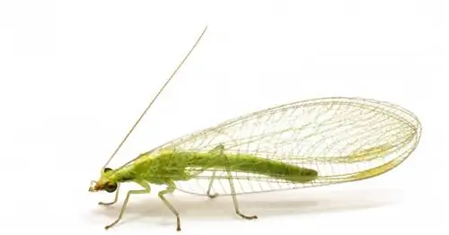 Борьба с тлей с помощью златоглазок