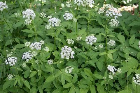 Цветение сныти