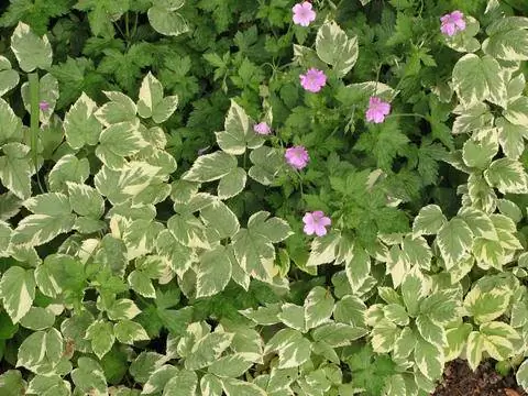 Сныть пестрая