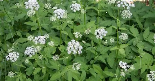 Успешно сразиться с наземным старейшиной