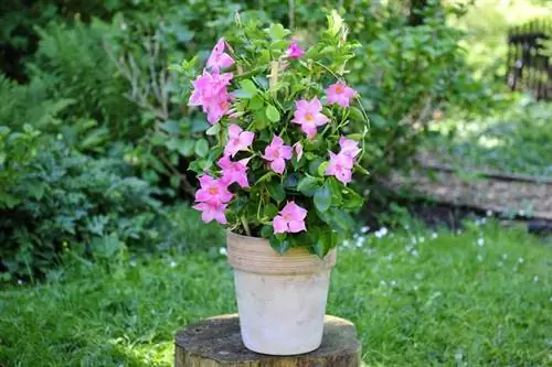 летняя глиняная плантатор Mandevilla