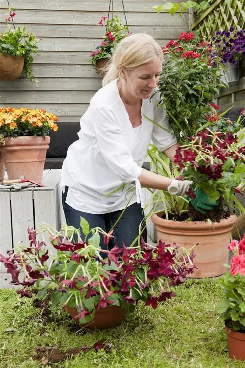 Посадка миссис Мандевильи в глиняные горшки